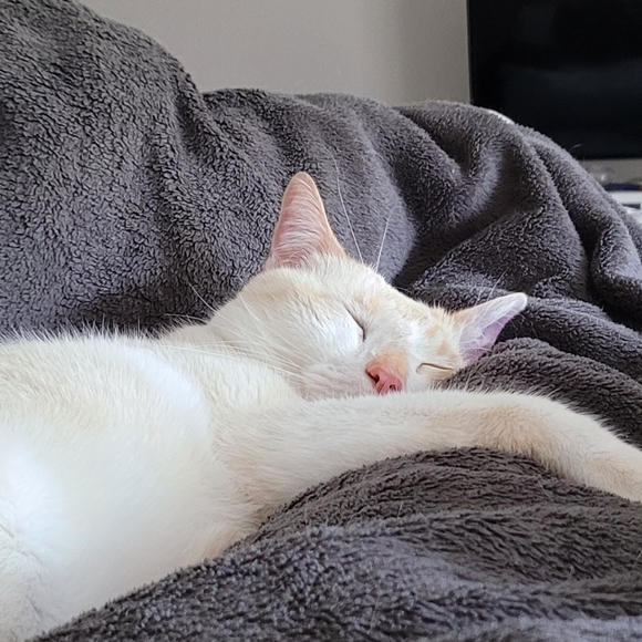 Meet your Posher, Alicia - Picture 3 of 5